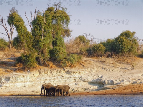 Elephants on the banks of the Chobe, the lower reaches of the Cuando River, in Botswana. Chobe