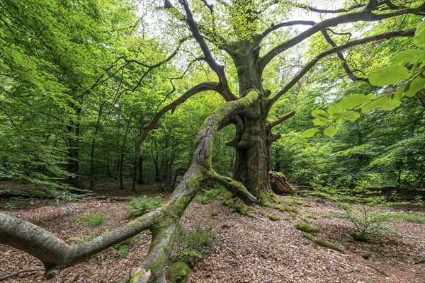 The Sababurg primeval forest, or primeval forest in the Reinhardswald, is a 95-hectare biotope
