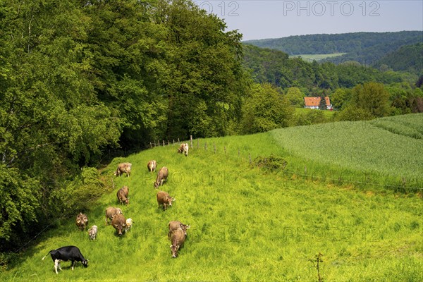 Dairy cows on a pasture in Elfringhauser Schweiz, on Schanzerweg, Hattingen, North