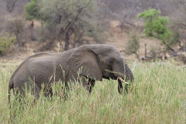 African bush elephant (Loxodonta africana), adult male feeding on reeds in the bed of the Olifants