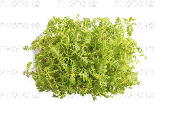 Plastic box with microgreen sprouts of marigold isolated on white background. Top view, flat lay,