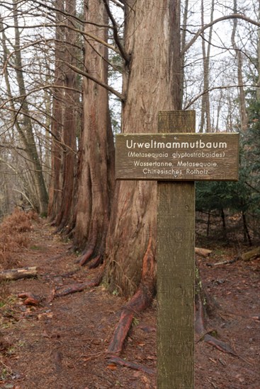 Close-up of an information sign in front of sequoia trees in the Osterwald forest near Zingst,