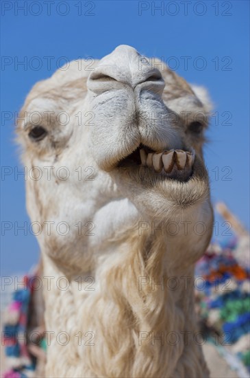 Dromedary (Camelus dromedarius), Arabian camel in head portrait, head, animal, farm animal, teeth,