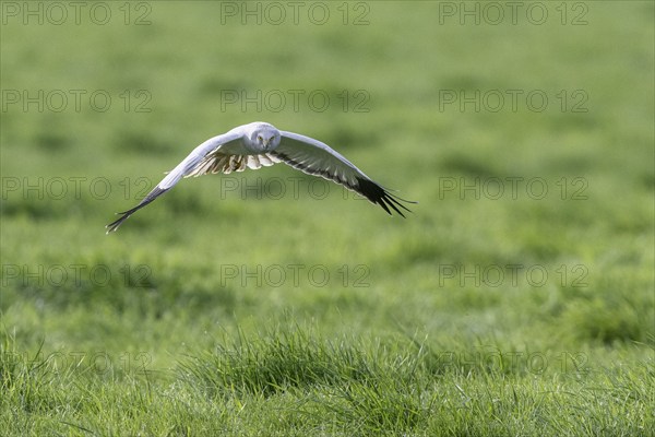 Hen harrier (Circus cyaneus), Emsland, Lower Saxony, Germany, Europe