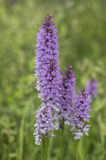 Southern marsh orchid (Dactylorhiza praetermissa), Emsland, Lower Saxony, Germany, Europe