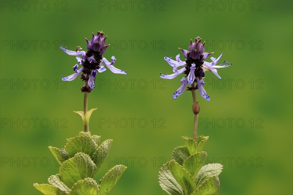 Piss-off plant (Plectranthus ornatus), cat repellent, flowering, Elllerstadt, Germany, Europe