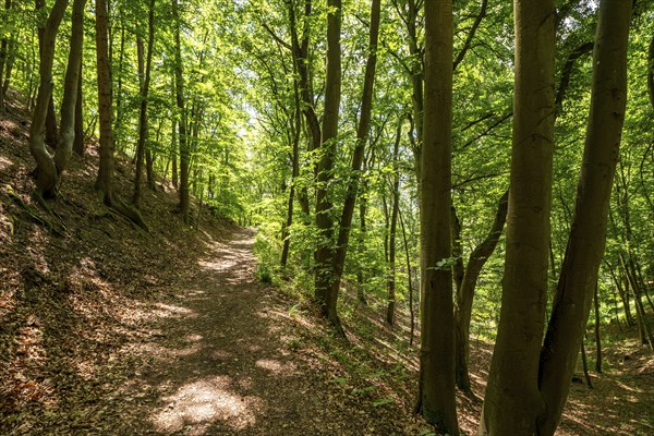 The Knorreichenstieg, part of the Urwaldsteig Edersee hiking trail, in the Kellerwald-Edersee