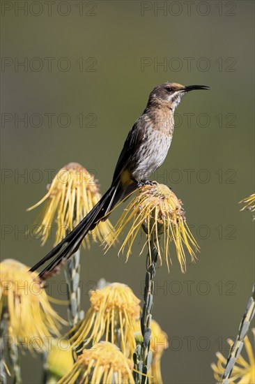 Cape Honeybird (Promerops cafer), adult, male, singing, on flower, Protea, Kirstenbosch Botanical