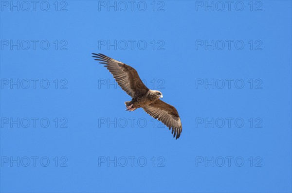 Bateleur (Terathopius ecaudatus), juvenile in flight against a blue sky, Etosha National Park,