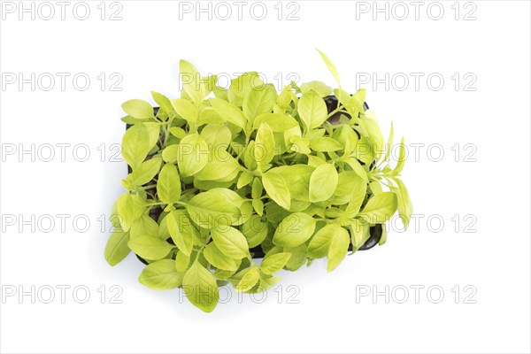 Plastic box with microgreen sprouts of basil isolated on white background. Top view, close up, flat