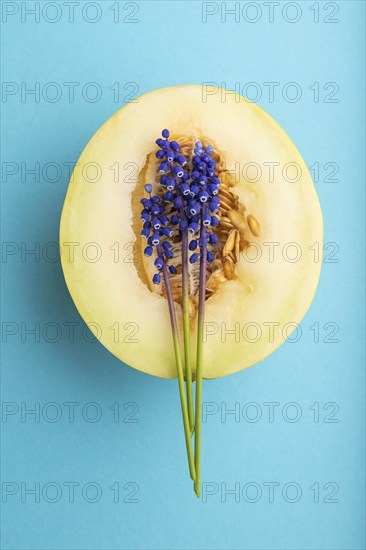 Sliced ripe yellow melon and hyacinth flowers on blue pastel background. Top view, flat lay, close
