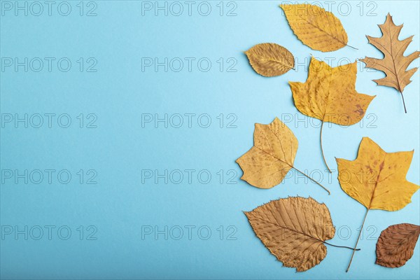 Composition with yellow and brown autumn leaves on blue pastel background. flat lay, top view,