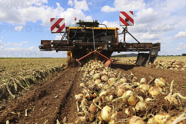 Farmer Markus Frank from Frankenthal during the agricultural onion harvest (onion harvesting)