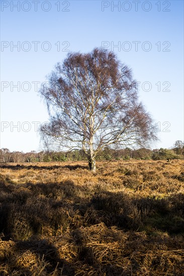 Single silver birch tree, Betula pendula, standing alone in winter heathland, Suffolk, Sandlings,