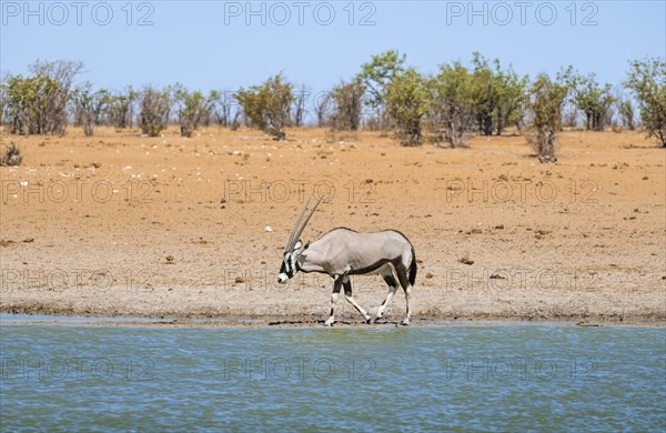 Gemsbok (Oryx gazella) at a waterhole in dry savannah with orange-coloured sand, Okavao Waterhole,