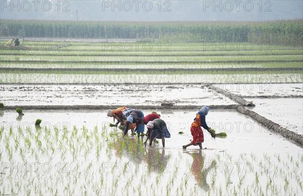 Morigaon, India. 20 February 2024. Women plant rice saplings in a paddy field on February 20, 2024