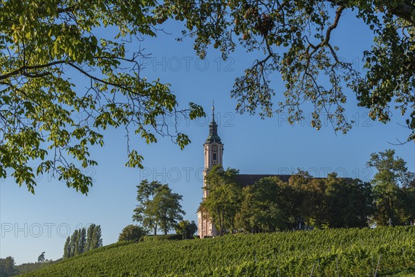 Viticulture on the hillside, Birnau pilgrimage church, Uhldingen-Mühlhofen, Lake Constance,