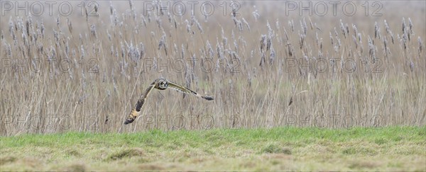 Short-eared owl (Asio flammeus) in flight, hunting for mice and voles in grassland along reed bed