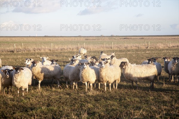Flock of sheep grazing on drained marshland fields at Gedgrave, Suffolk, England, United Kingdom,