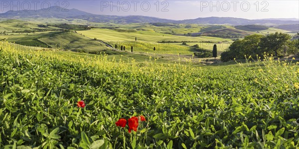 Landscape around Pienza, Val d'Orcia, Orcia Valley, UNESCO World Heritage Site, Province of Siena,