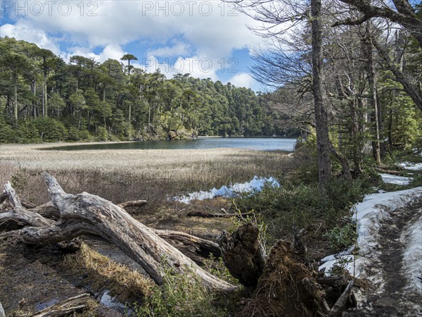 Lake Lago Chico, Park Huerquehue near Pucon, hiking trail Los Lagos, La Araucania, Chile, South