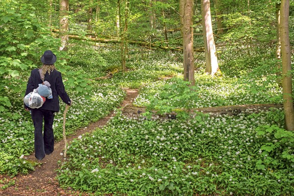 Hikers Weserbergland on the path through the wild garlic blossom below Schaumburg Castle Germany