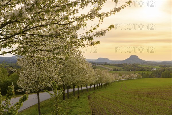 Spring in Saxon Switzerland, Altendorf, Saxony, Germany, Europe