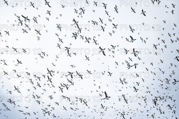 Flock of birds, common guillemots (Uria aalge) in flight, Hornoya Island, Hornøya, Vardø, Varanger