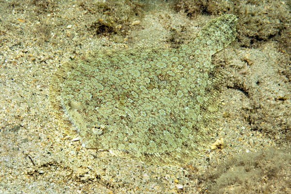 Wide-eyed flounder (Bothus podas) Wide-eyed turbot Flounder Flatfish lies camouflaged on sandy