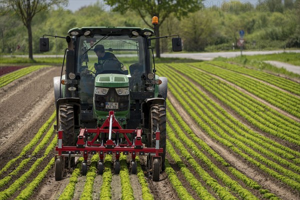Agriculture, lettuce growing in a field, Lollo Bionda and Lollo Rossa, in long rows of plants,