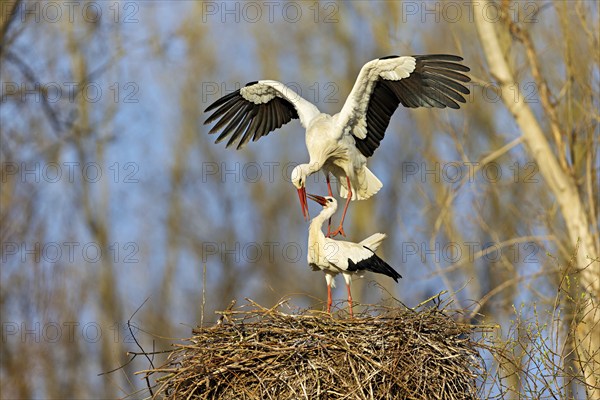 White stork (Ciconia ciconia), stork marriage, mating, copula, Altlu?heim, Germany, Europe