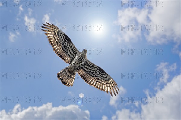 European honey buzzard (Pernis apivorus) adult female in flight against the sun with cloudy sky in