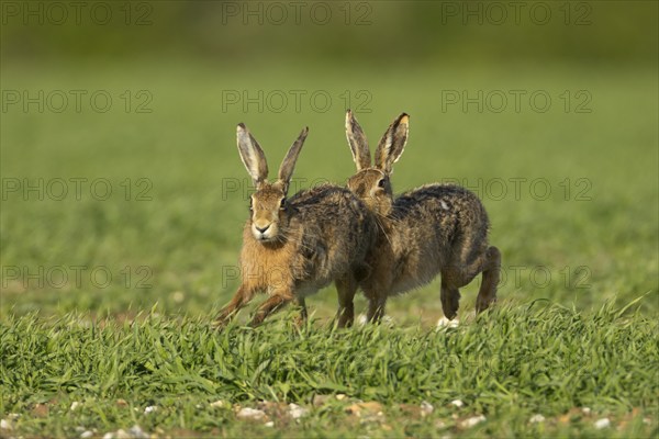 Brown hare (Lepus europaeus) two adult animals running in a farmland cereal field in springtime