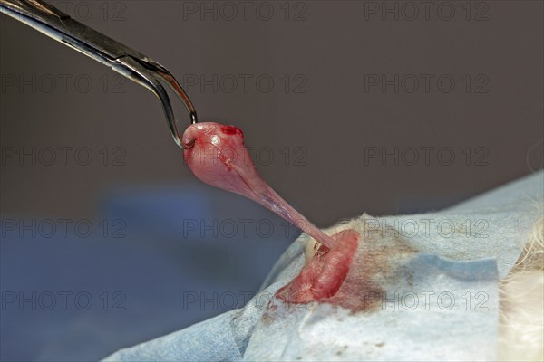 Castration of a tomcat, removal of testicles, vet