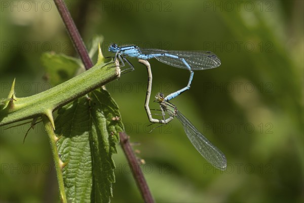 Common blue damselfly (Enallagma cyathigerum) two adult insects mating on a Bramble stem, Suffolk,