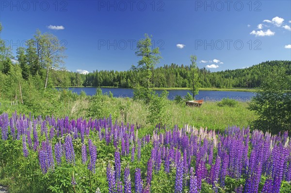 A flowering field with lupines in front of a forest and a lake on a sunny day, Dalsland, Bengfors,