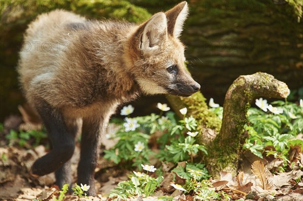 Maned wolf (Chrysocyon brachyurus) cub in spring, captive, Germany, Europe