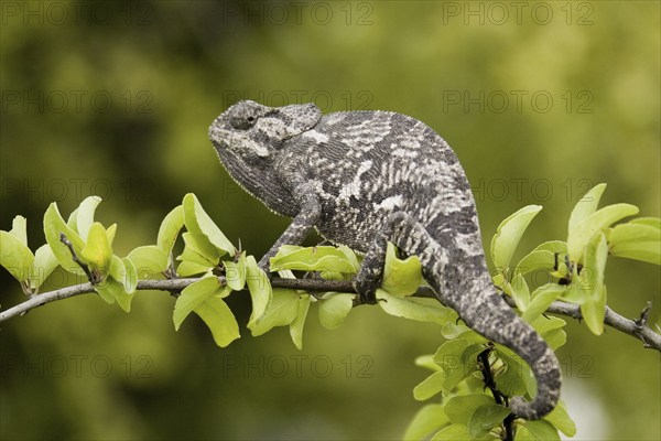Lappet-faced chameleon (Chamaeleo dilepis) on the lookout for prey. Etosha NP, Namibia, Africa,