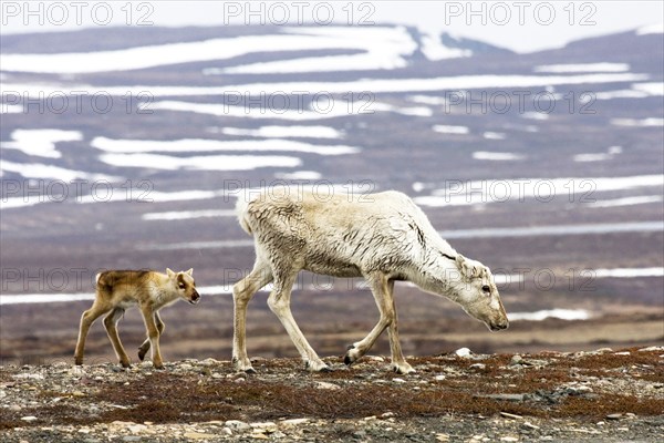 Reindeer, reindeer with calf, (Rangifer tarandus), winter landscape, Svalbard Spitsbergen,