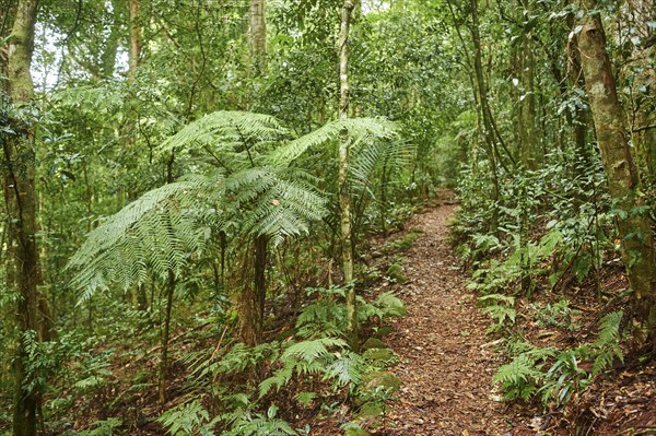 Landscape of a little walking path going through the rainforest in spring, Lamington National Park,