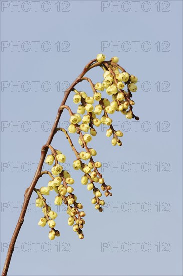 Japanese pearl tail or early pearl tail (Stachyurus praecox), flowers, native to Asia, ornamental