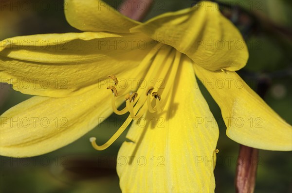 Flower impression, yellow daylily (Hemerocallis lilioasphodelus)