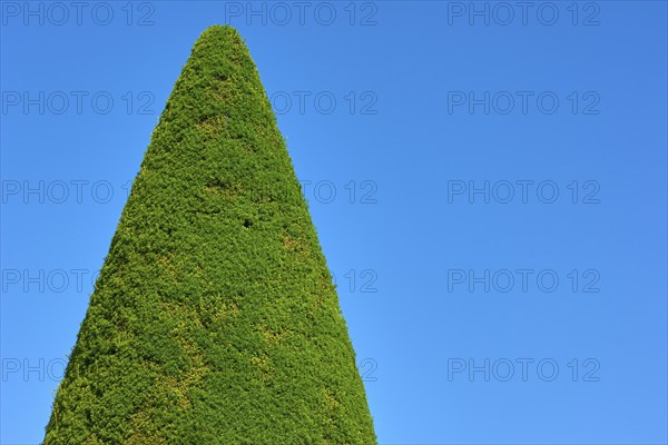 A tall, conical yew (Taxus), in front of a clear blue sky, summer, Germany, Europe