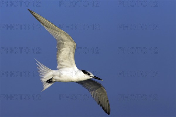 Sandwich tern (Sterna sandvicensis), Bowman's Beach, Sanibel Island, Florida, USA, North America