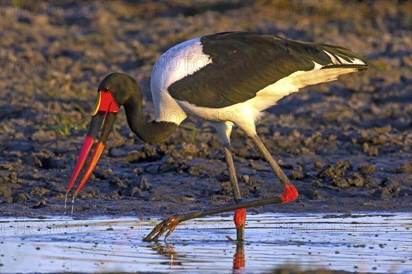 Africa, Botswana, saddle-billed stork, stork, Ephippiorhynchus senegalensis, Botswana, Botswana,