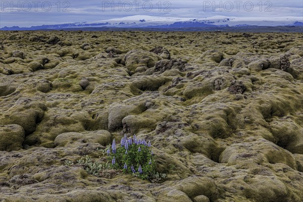Lupines, lava field, glacier behind, cloudy, Eldhraun, Myrdalsjökull behind, Iceland, Europe