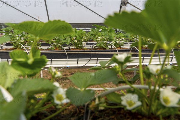Strawberry cultivation in a greenhouse, young strawberry plants grow up, are individually watered