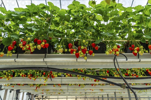 Strawberry cultivation in a greenhouse, strawberry plants with berries at different stages of