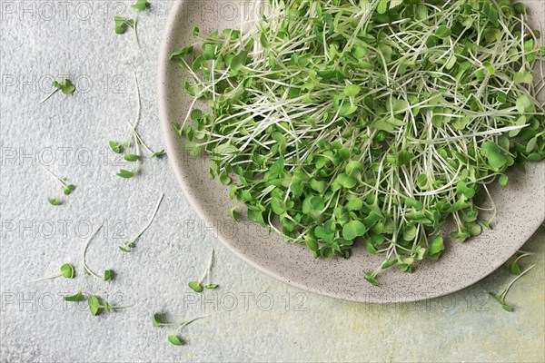 Fresh micro-greenery, on a plate, top view, no people