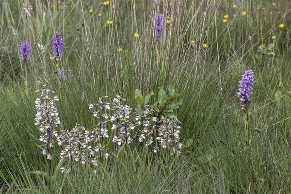 Marsh helleborine (Epipactis palustris) and Southern marsh orchid (Dactylorhiza praetermissa),